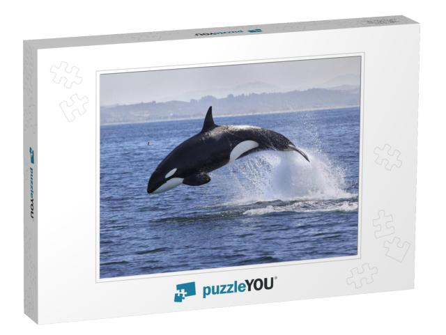 Killer Whale Orcinus Orca... Jigsaw Puzzle