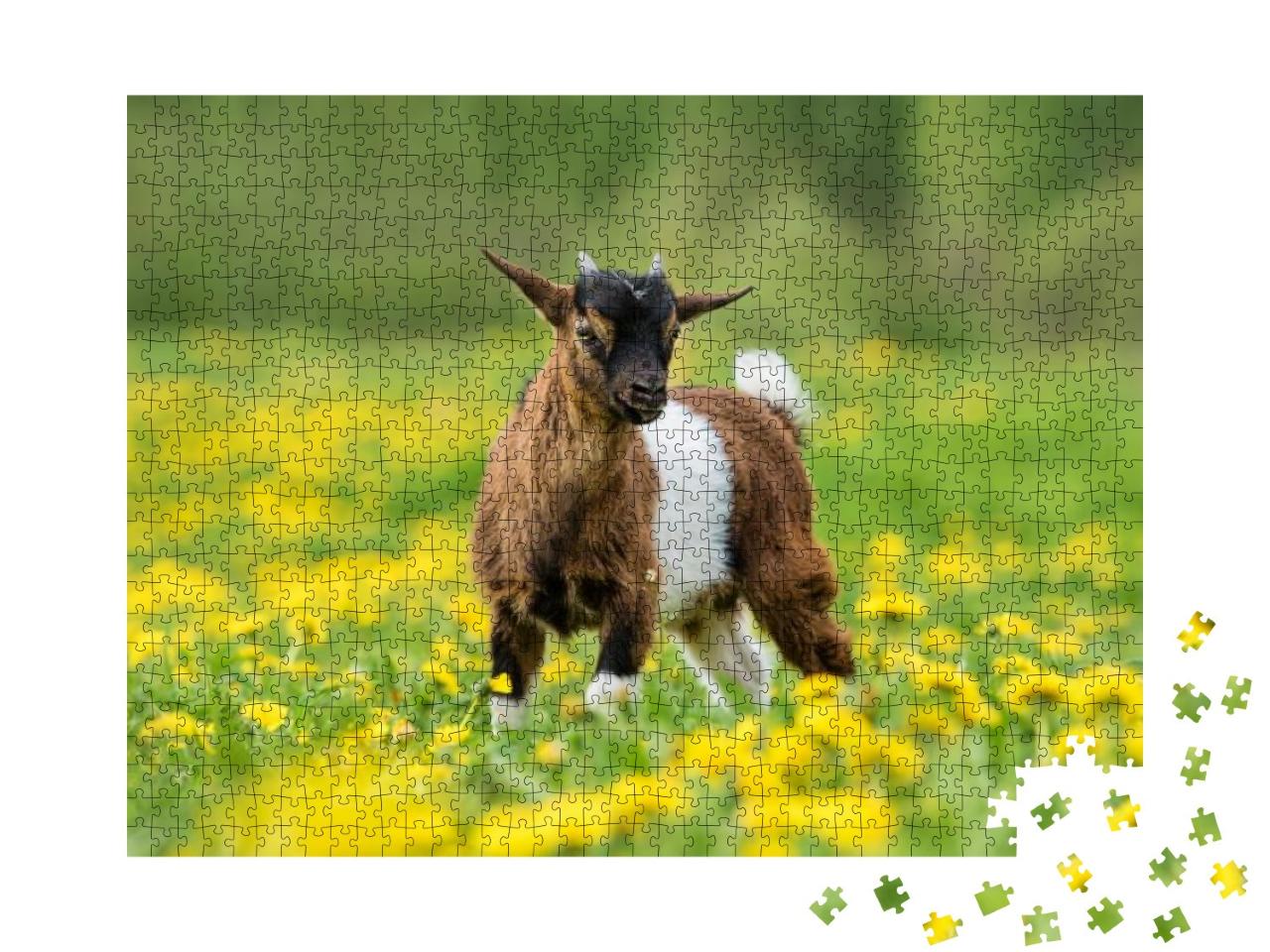 Little Nigerian Pygmy Goat Baby on the Field with Flowers... Jigsaw Puzzle with 1000 pieces