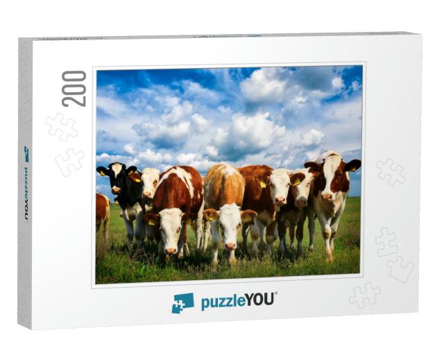 Cows on a Green Summer Meadow... Jigsaw Puzzle with 200 pieces