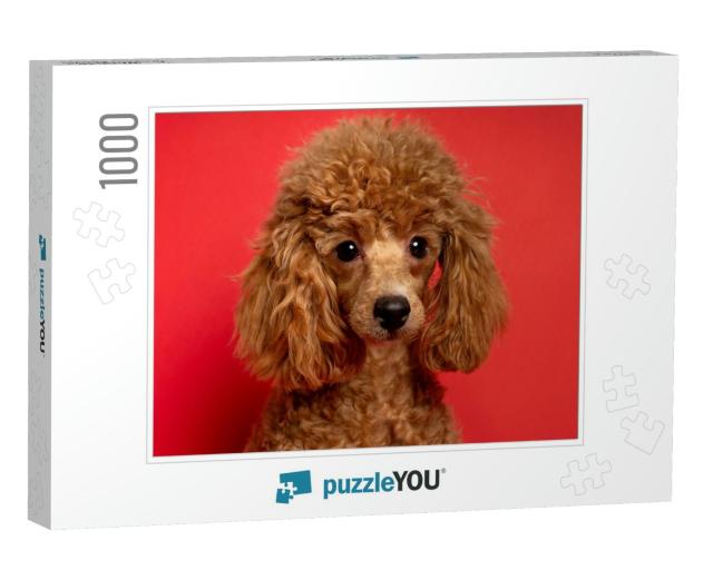 Cute Little Red Poodle on a Red Background... Jigsaw Puzzle with 1000 pieces