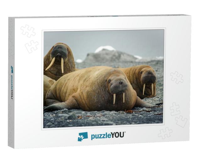 Walruses Lie on a Beach in the Arctic, on Franz Josef Lan... Jigsaw Puzzle