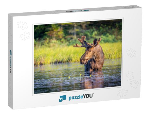 Bull Moose in Algonguin Park, Ontario, Canada... Jigsaw Puzzle