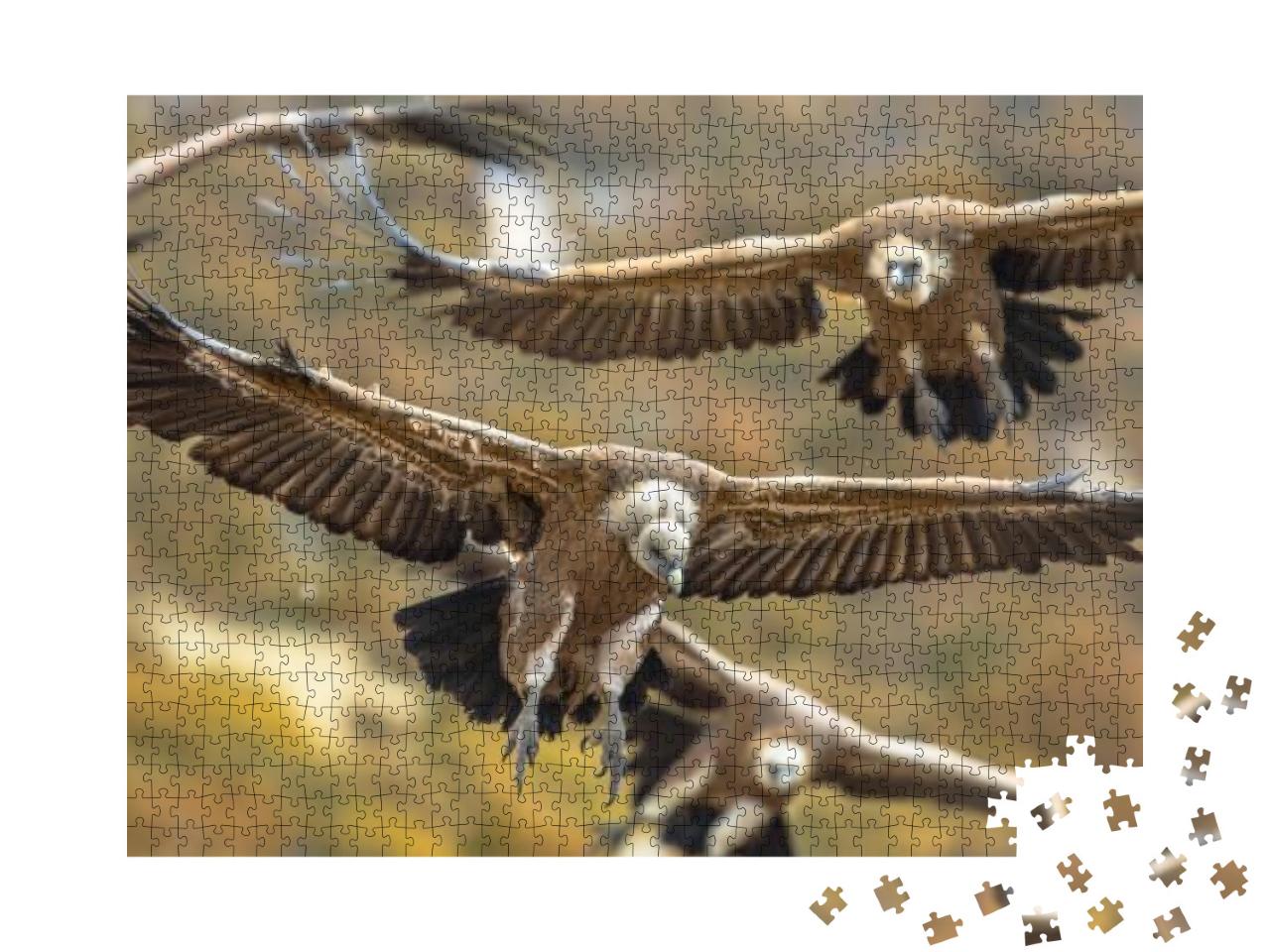 Griffon Vultures Gyps Fulvus Group Flying in Misty Condit... Jigsaw Puzzle with 1000 pieces