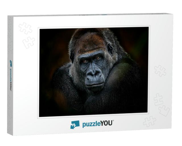 Portrait of Gorilla Dark Background... Jigsaw Puzzle