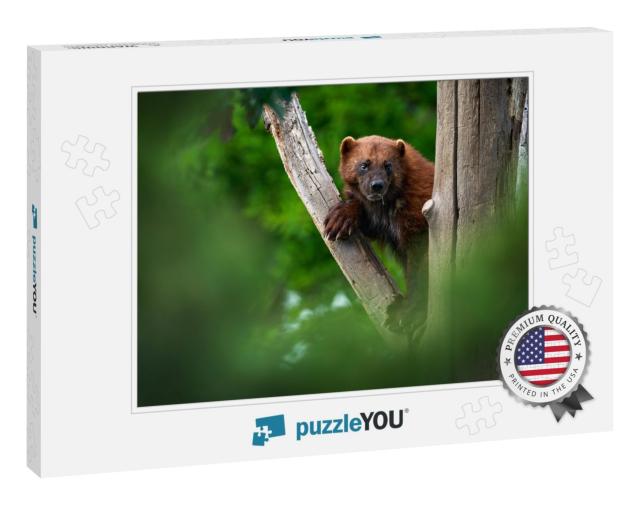 Wolverine on the Tree Trunk. Detail Portrait of Wild Wolv... Jigsaw Puzzle