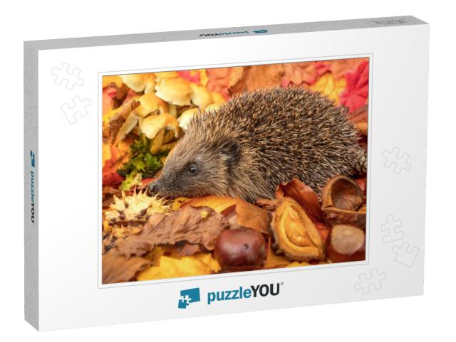 Hedgehog, Scientific Name Erinaceus Europaeus Native, Wil... Jigsaw Puzzle