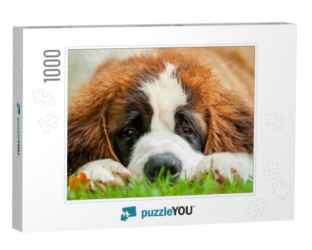 Portrait of Saint Bernard Puppy Lying on the Grass... Jigsaw Puzzle with 1000 pieces