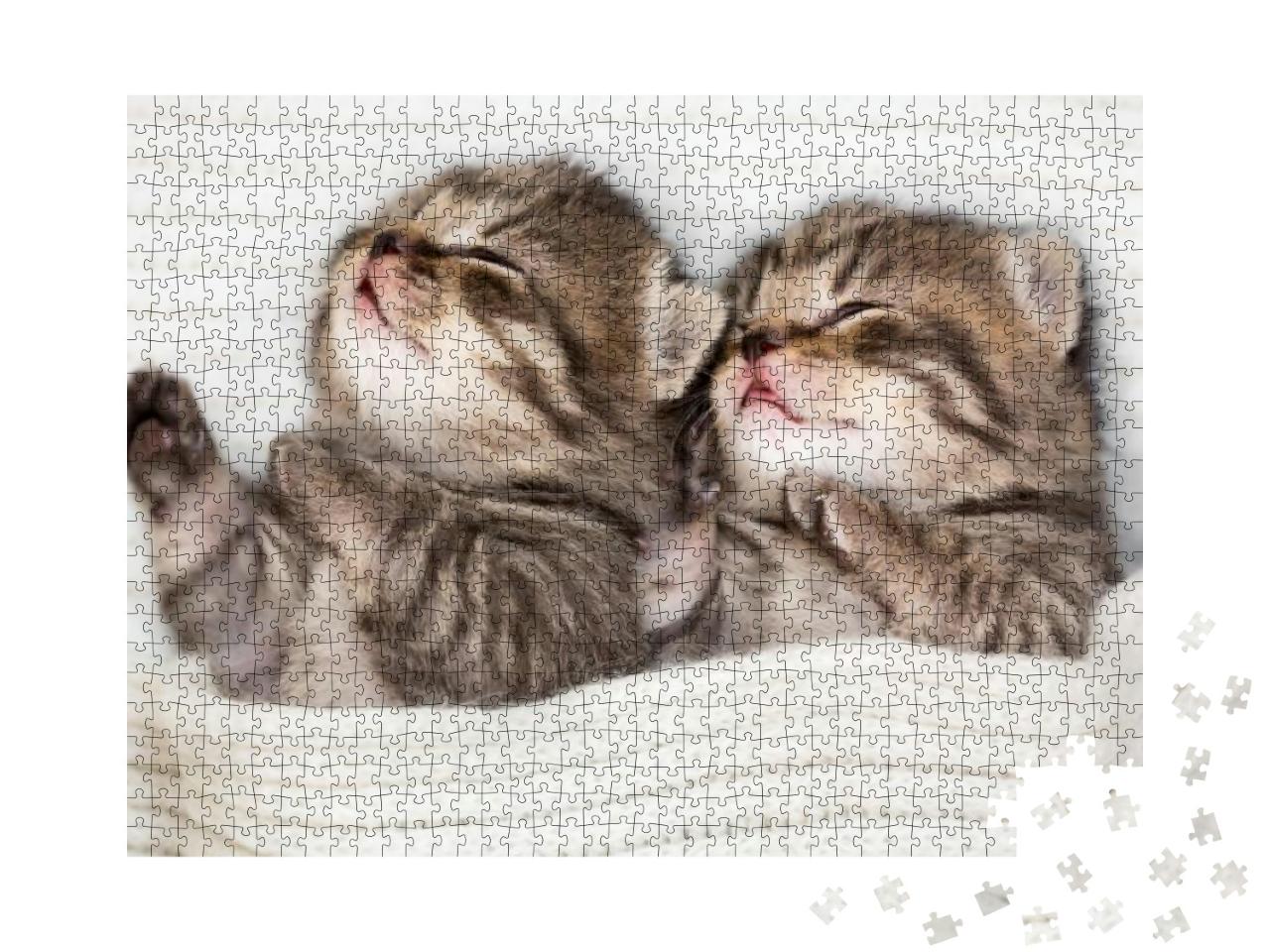Two Sleeping Baby Kitten... Jigsaw Puzzle with 1000 pieces