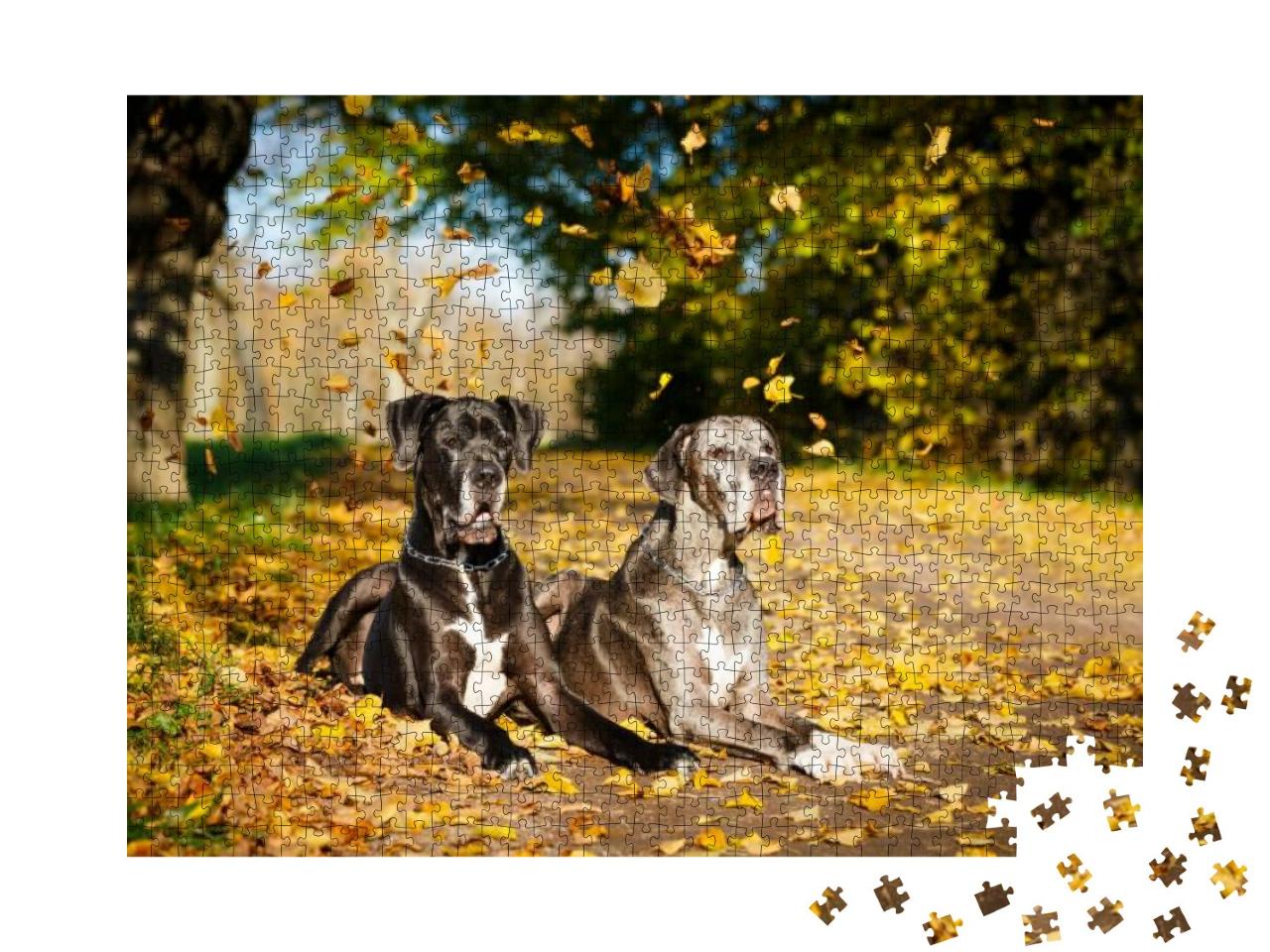 Two Great Dane Dogs... Jigsaw Puzzle with 1000 pieces