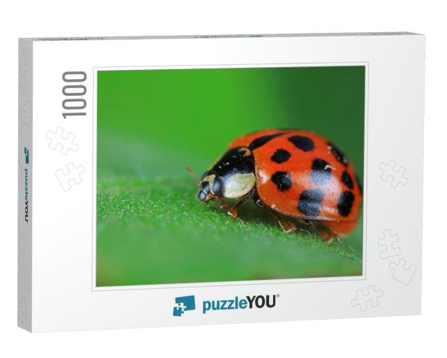 Ladybugs on Wild Plants, North China... Jigsaw Puzzle with 1000 pieces