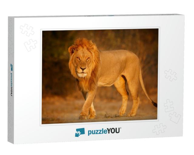 Beautiful Lion Male Portrait in Amazing Evening Light. Wi... Jigsaw Puzzle