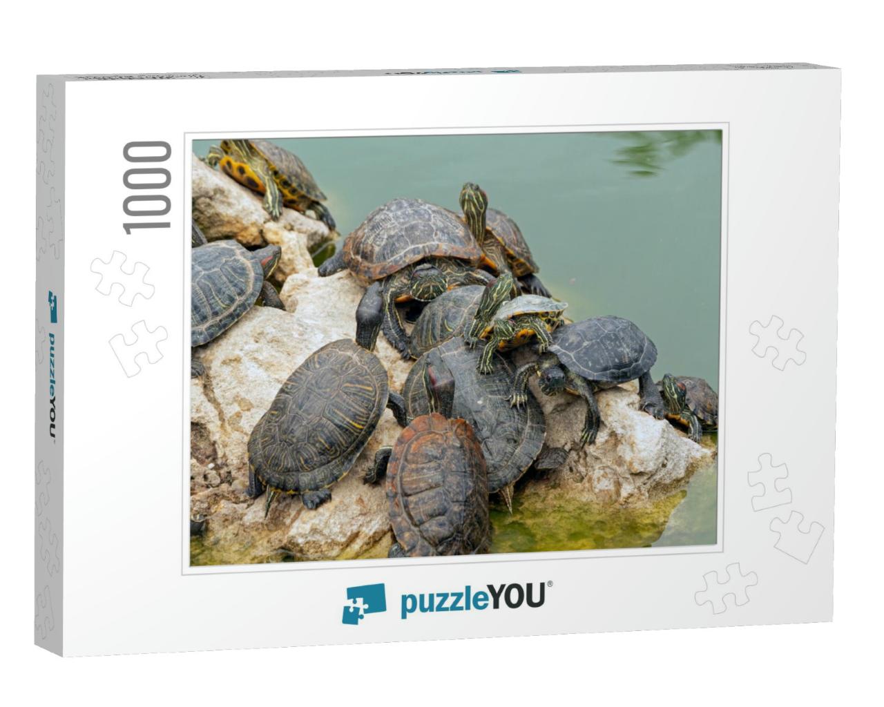 Red-Eared Turtles Basking in the Sun & Swimming... Jigsaw Puzzle with 1000 pieces