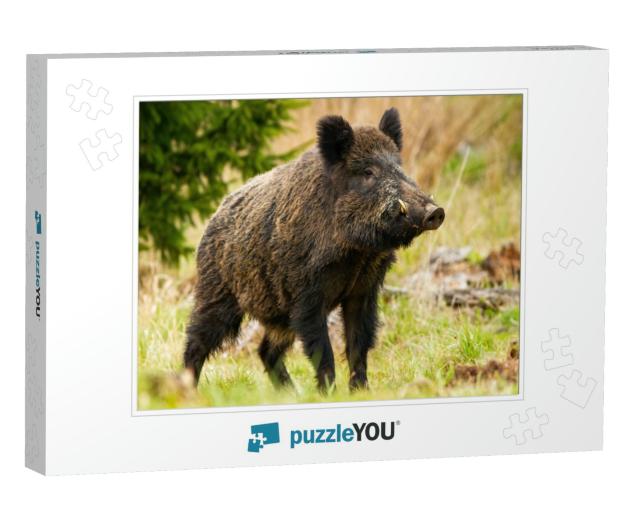 Dominant Wild Boar, Sus Scrofa, Male Sniffing with Massiv... Jigsaw Puzzle