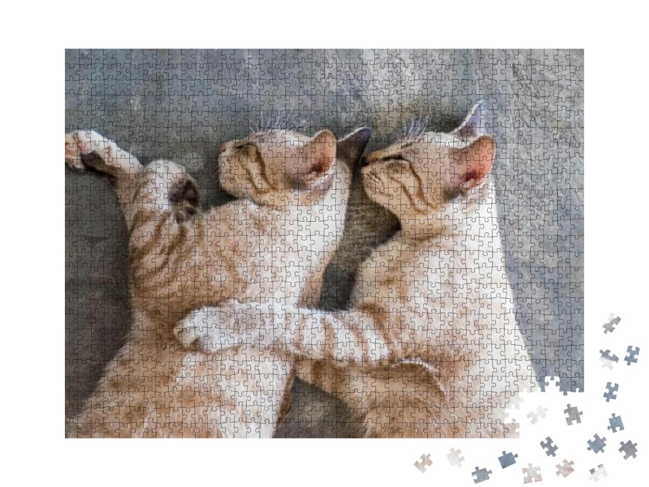 Two Cat Kitten Brethren Sleeping Hug Embrace... Jigsaw Puzzle with 1000 pieces