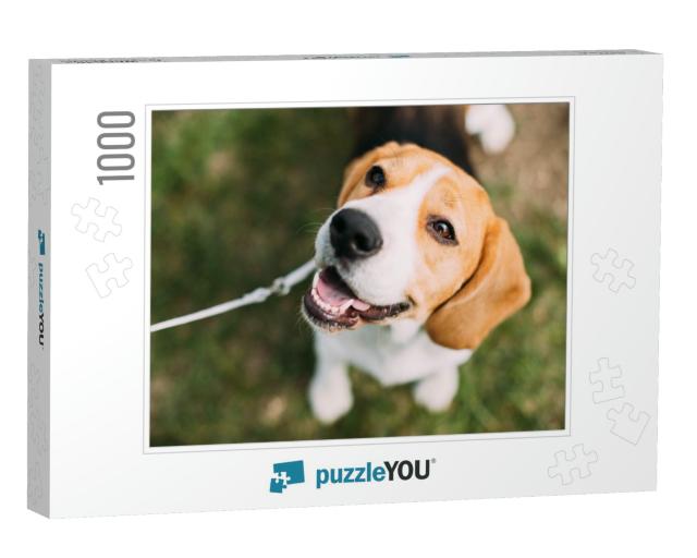 Beautiful Tricolor Puppy of English Beagle Sitting on Gre... Jigsaw Puzzle with 1000 pieces