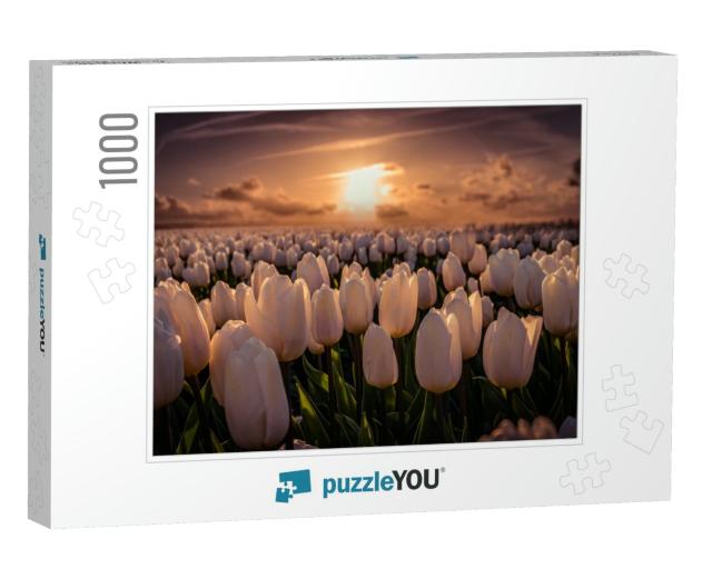 Sunset At the Tulip Field Noordoostpolder on a Beautiful... Jigsaw Puzzle with 1000 pieces