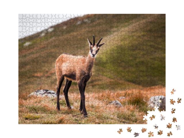 Chamois in Mountains, Low Tatras, Slovakia... Jigsaw Puzzle with 1000 pieces