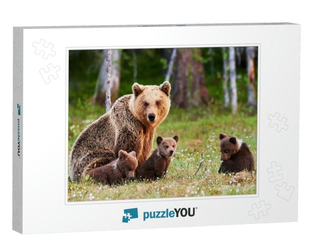 Brown Mother Bear Protecting Her Cubs in a Finnish Forest... Jigsaw Puzzle