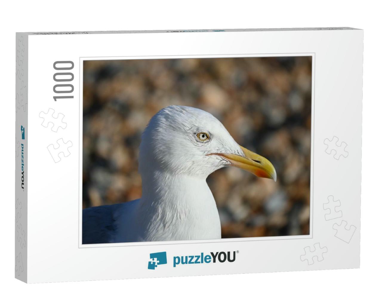 Seagull on Brighton Beach, Uk... Jigsaw Puzzle with 1000 pieces