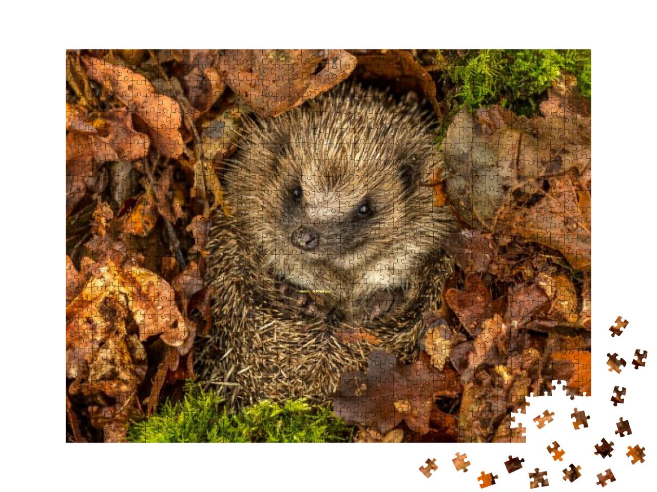 Hedgehog, Wild, Native, European Hedgehog in Natural Wood... Jigsaw Puzzle with 1000 pieces