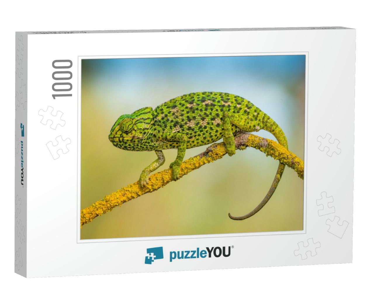 Common Chameleon... Jigsaw Puzzle with 1000 pieces