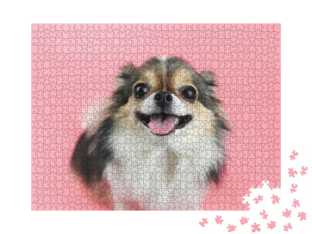 Close Up Image of Happy & Healthy Long Hair Chihuahua Dog... Jigsaw Puzzle with 1000 pieces