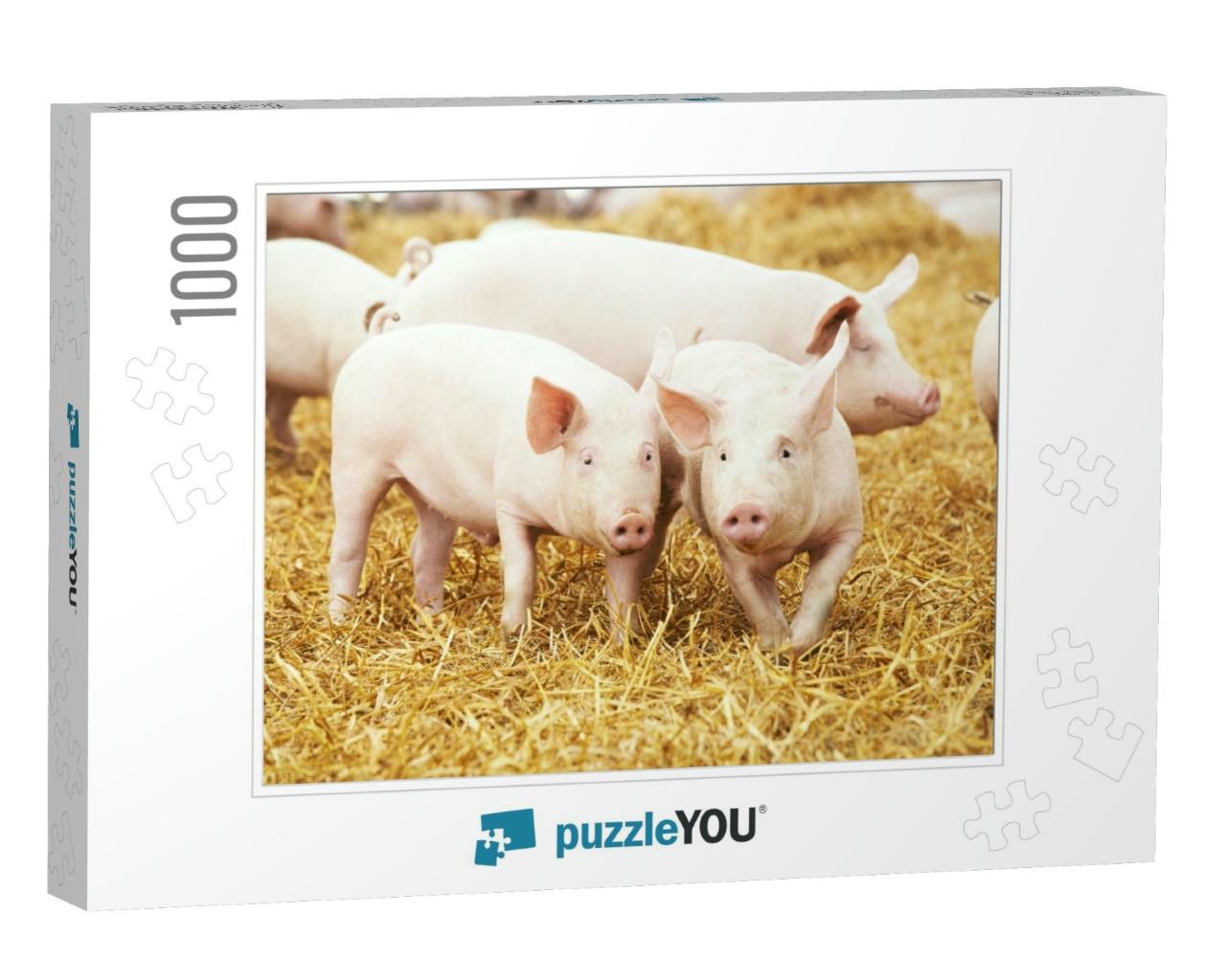 Two Young Piglet on Hay & Straw At Pig Breeding Farm... Jigsaw Puzzle with 1000 pieces