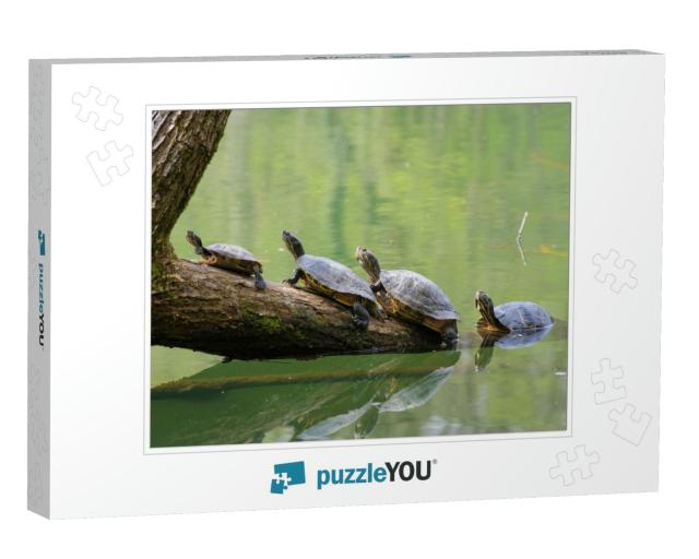 Four Turtles on a Trunk... Jigsaw Puzzle