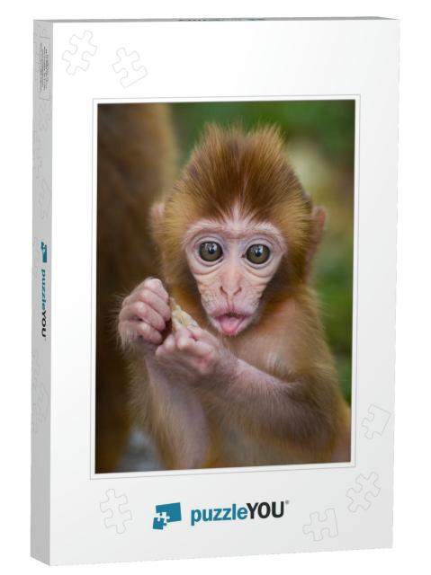 Cute Baby Monkey Eating in a Forest... Jigsaw Puzzle