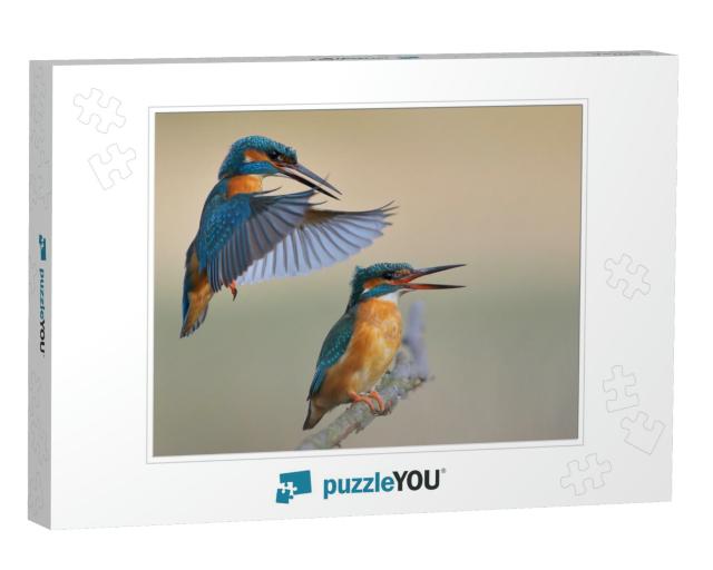 Kingfisher Alcedo At This Common Kingfisher... Jigsaw Puzzle