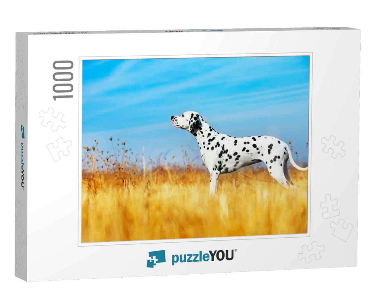 Beautiful Dalmatian Dog in a Field... Jigsaw Puzzle with 1000 pieces