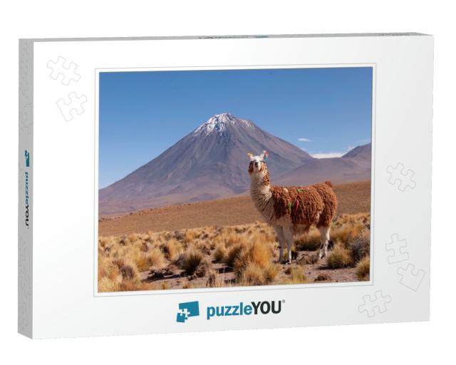 A Llama Lama Glama & Licancabur Volcano in Bolivia - Chil... Jigsaw Puzzle