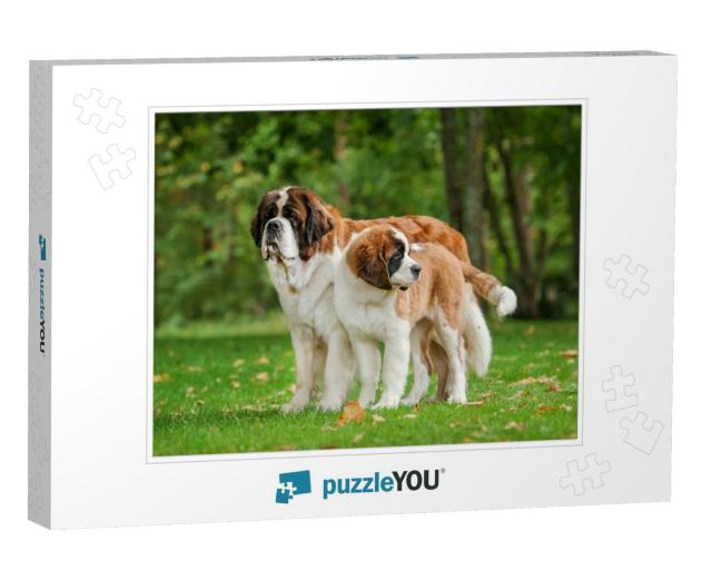 Two Saint Bernard Dogs Standing in the Park... Jigsaw Puzzle