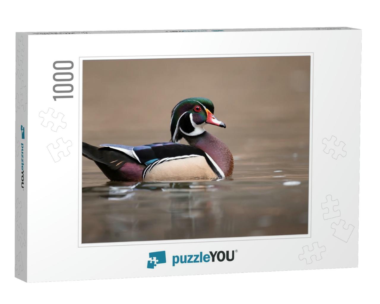 A Wood Duck in Pennsylvania... Jigsaw Puzzle with 1000 pieces
