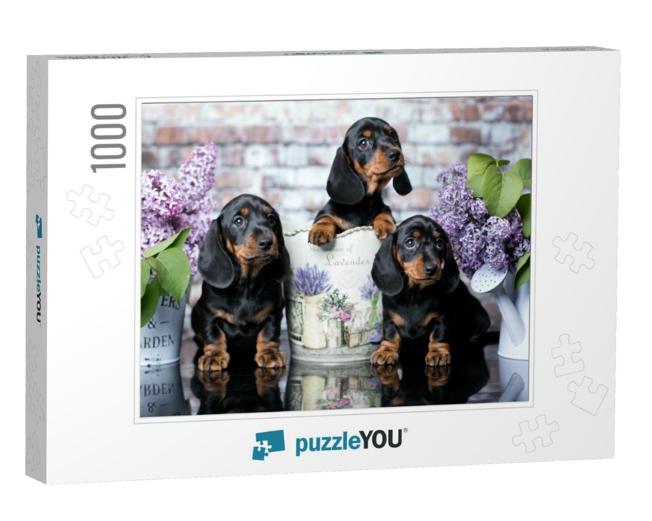 Portrait of a Beautiful Puppy Breed of Dachshund... Jigsaw Puzzle with 1000 pieces
