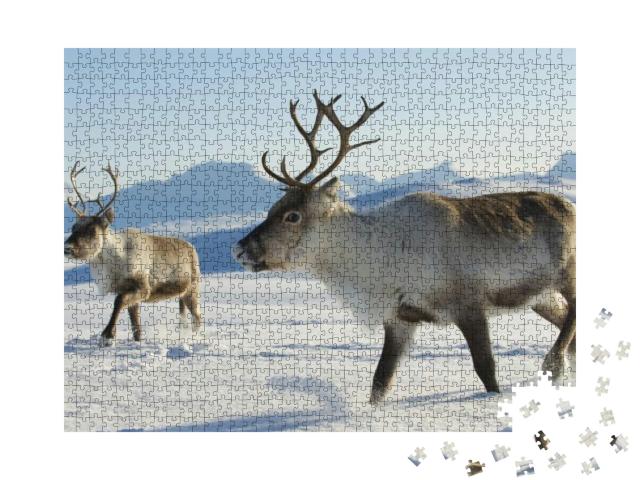 Reindeers in Natural Environment, Tromso Region, Northern... Jigsaw Puzzle with 1000 pieces