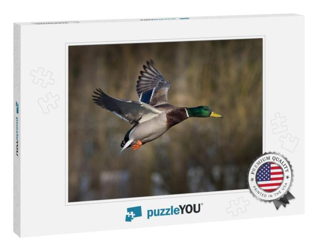 Mallard Duck in Flight... Jigsaw Puzzle