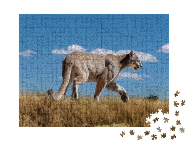 Female Mountain Lion Walking Through a Dry Field... Jigsaw Puzzle with 1000 pieces