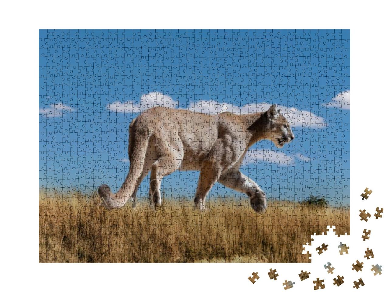 Female Mountain Lion Walking Through a Dry Field... Jigsaw Puzzle with 1000 pieces
