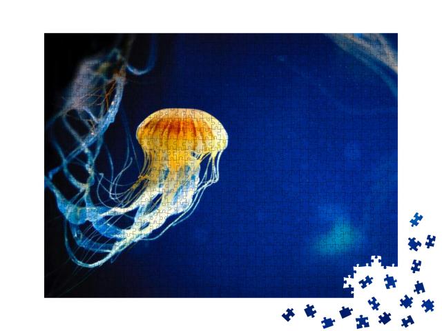 Orange Jellyfish or Chrysaora Fuscescens or Pacific Sea N... Jigsaw Puzzle with 1000 pieces