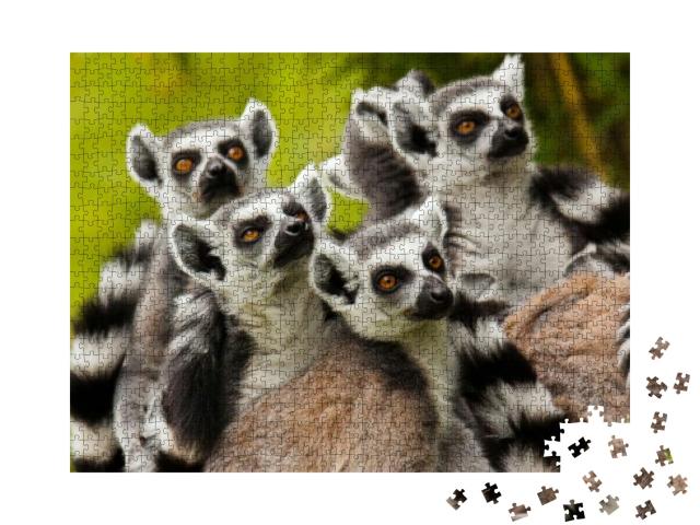 Ring-Tailed Lemur Lemur Catta... Jigsaw Puzzle with 1000 pieces