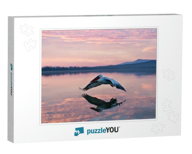 Pelican Flying Over Water in Sunrise, Pelican in Sunrise... Jigsaw Puzzle