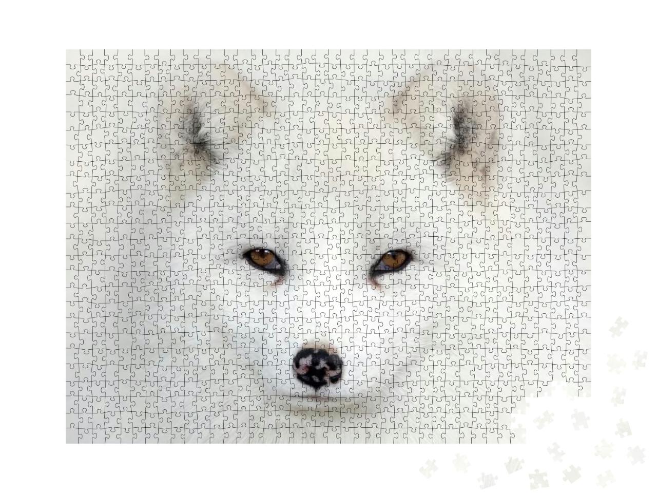 Arctic Fox Vulpes Lagopus Portrait Isolated on White Back... Jigsaw Puzzle with 1000 pieces