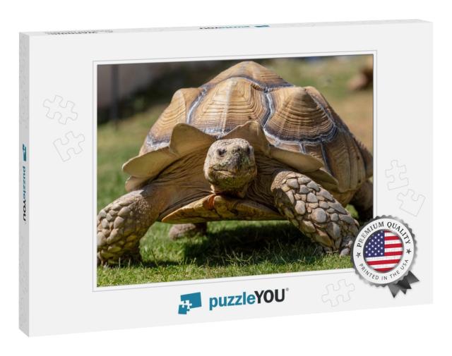 A Very Large, Pet Desert Tortoise Walking on the B... Jigsaw Puzzle