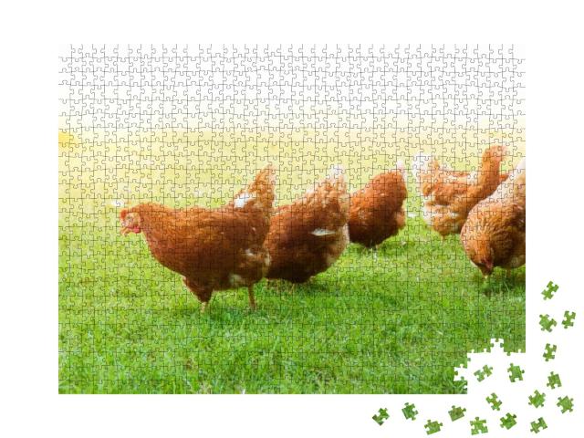 Free-Range Chicken on an Organic Farm, Freely Grazing on... Jigsaw Puzzle with 1000 pieces