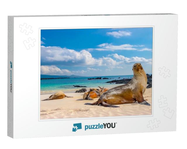 Ecuador. the Galapagos Islands. Seals Are Sleeping on the... Jigsaw Puzzle