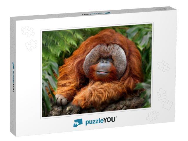 Orangutans, Orangutan, Orangutang, or Orang-Utang Old Ani... Jigsaw Puzzle