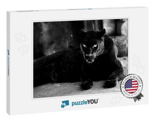 Beautiful Black Panther. Big Cat. Animal World... Jigsaw Puzzle