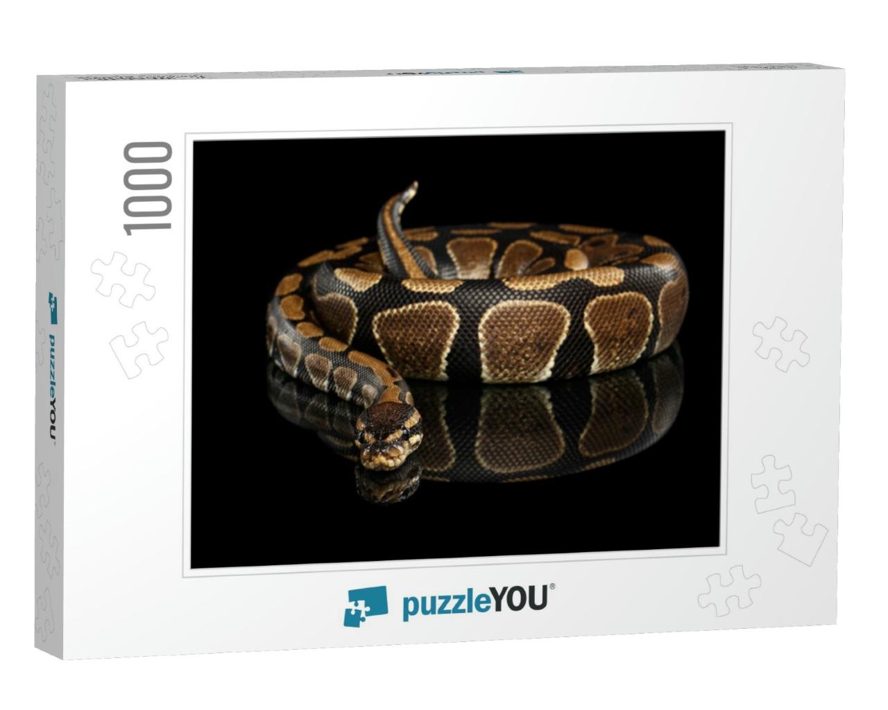 Ball or Royal Python Snake on Isolated Black Background w... Jigsaw Puzzle with 1000 pieces