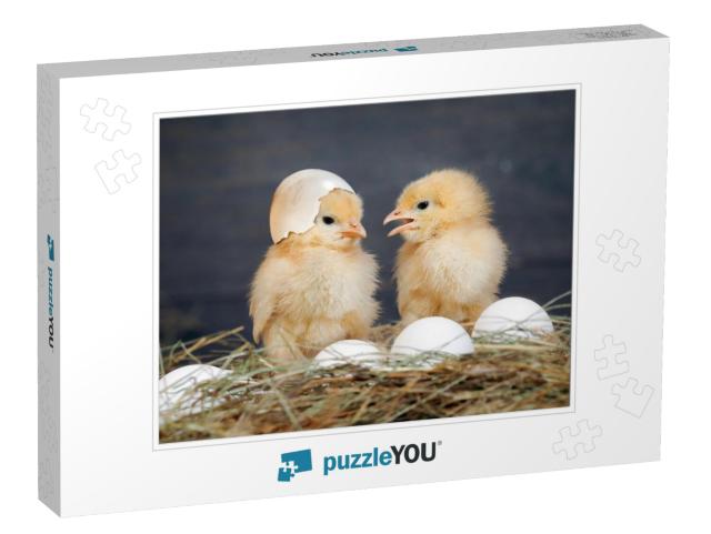 Newborn Chicks. Orange Chicks Communicate with Each Other... Jigsaw Puzzle